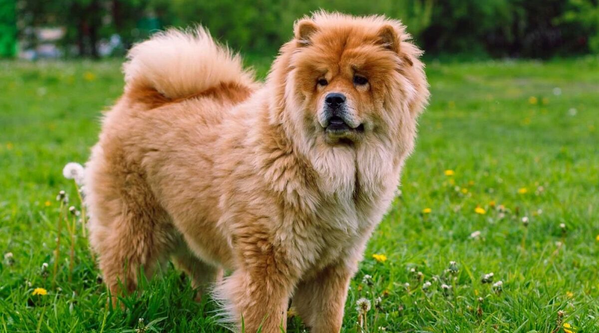 Chow Chow - Wikipedia