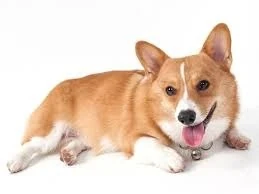 Pembroke Welsh Corgi | Dogs and Puppies Wiki | Fandom