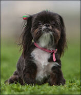 Dark-brown-white-cute-dog