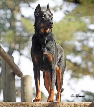 Beauceron Dogs and Puppies Wiki Fandom