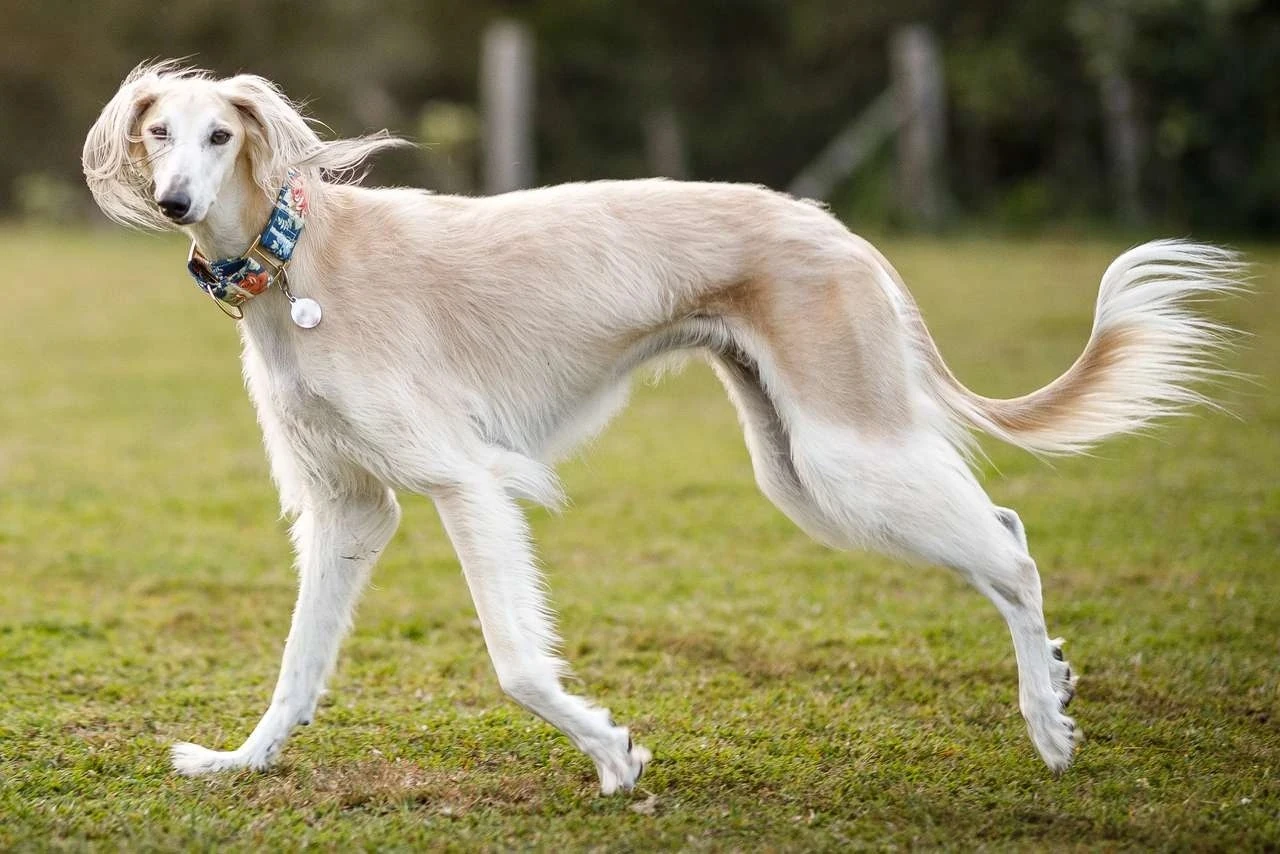 Fila Brasileiro Preço - Wiki Pets