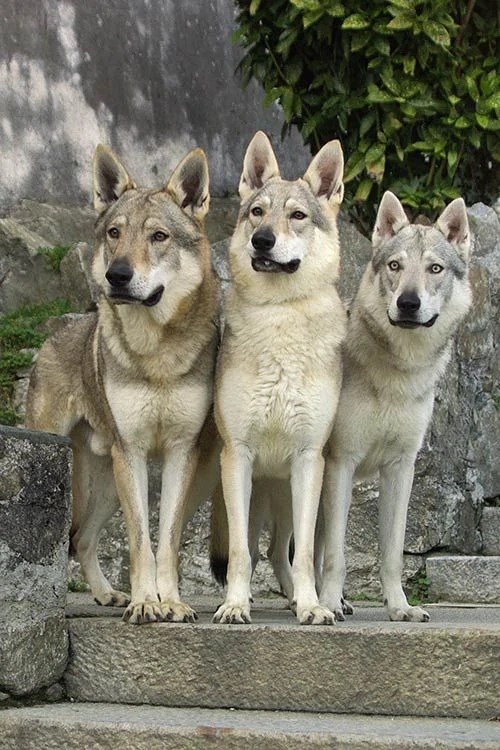 Czechoslovakian Vlcak Dogs And Puppies Wiki Fandom   Latest