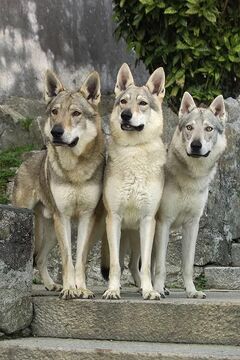 Czechoslovakian dog discount