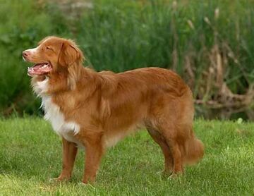 Nova scotia duck tolling retriever weight clearance