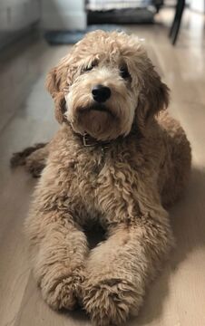 Goldendoodle terrier sales