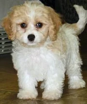 Cavachon