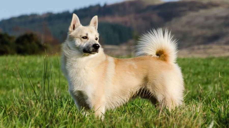 Norwegian Buhund - Nordic Watchdogs and Herders.