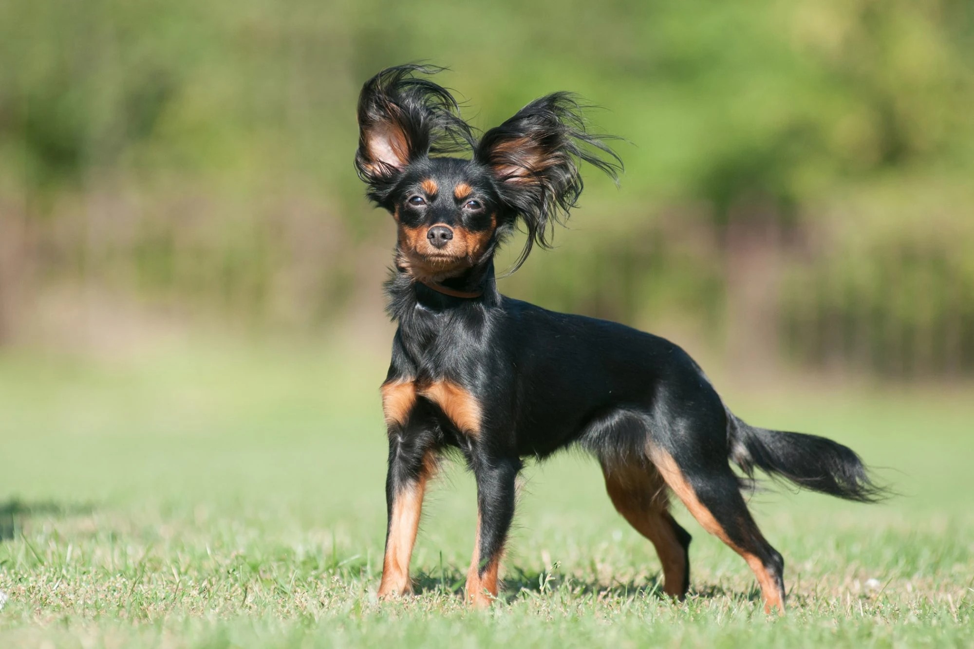Russian hotsell toy spaniel