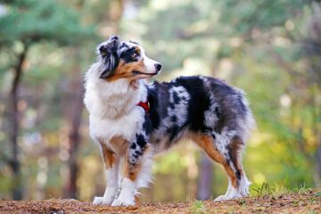 Australian Shepherd Dogs and Puppies Wiki Fandom