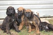 Afghan Hound puppies