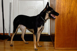 Belgian Malinois Dogs and Puppies Wiki Fandom