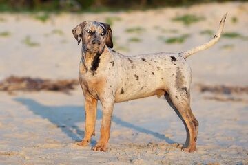 Catahoula hound mix puppies on sale