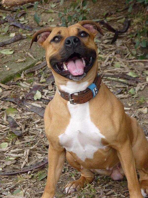 Dogo Argentino - Wikipedia