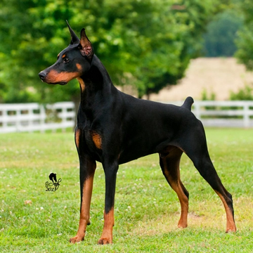 Doberman Pinscher Dogs and Puppies Wiki Fandom