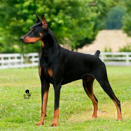 Doberman akc deals