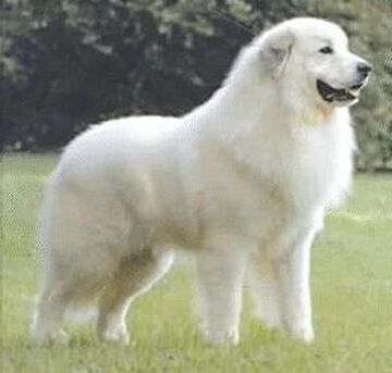 White pyrenees dog outlet