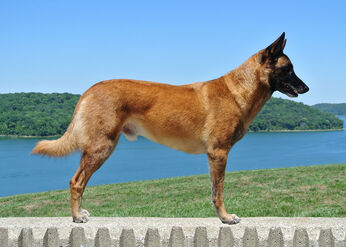 Belgian Malinois - Adult