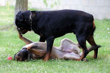 Belgian Malinois vs Rottweiler