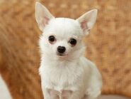 A white short-haired Chihuahua