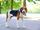 American Foxhound