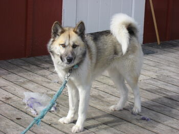 Greenland dog upernavik 2007-06-02