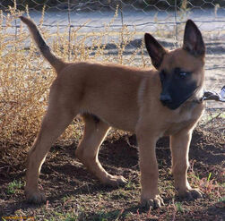 Belgian Malinois - Puppy