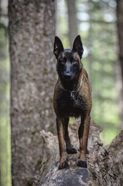 Belgian Malinois Dogs And Puppies Wiki Fandom