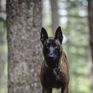 Belgian Malinois Dogs And Puppies Wiki Fandom Free for commercial use no attribution required high quality images. belgian malinois dogs and puppies