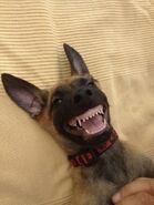 Belgian Malinois Puppy Smiling