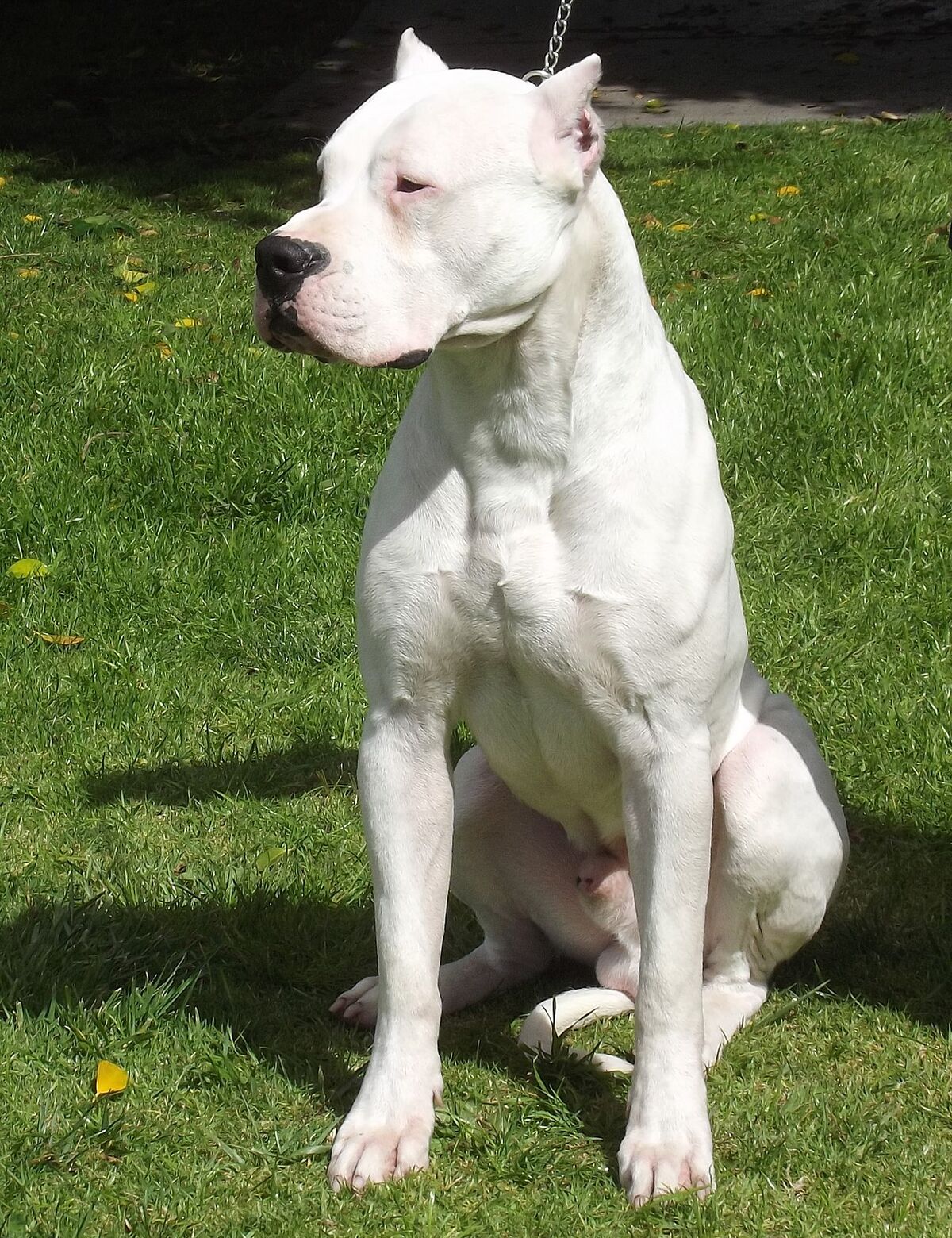 Dogo argentino  Dogo argentino dog, Dog argentino, Big dogs