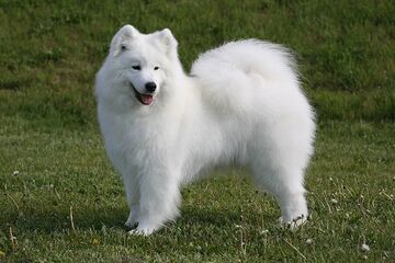 Samoyed Dogs and Puppies Wiki Fandom