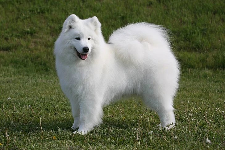 samoyed