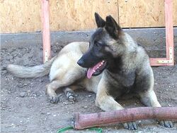 grey belgian malinois