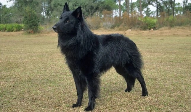 Belgian Shepherd - Wikipedia