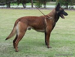 Belgian Shepherd - Wikipedia