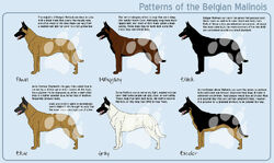 Belgian Shepherd - Wikipedia