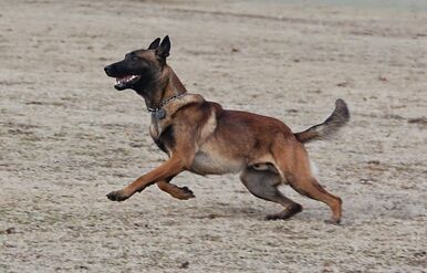 Belgian Malinois Playing