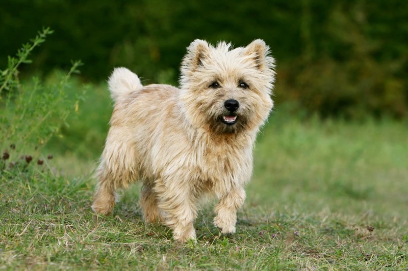 Cairn hot sale terrier fur