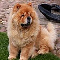 Chow chow double coat hotsell