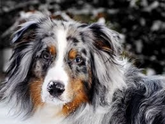 Australian Shepherd Face