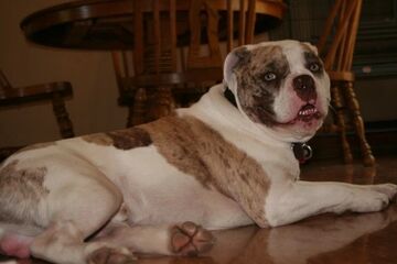 Alapaha blue blood bulldog pictures sales