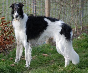 Black borzoi new arrivals