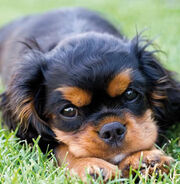 Cavalier-King-Charles-Spaniel.jpg