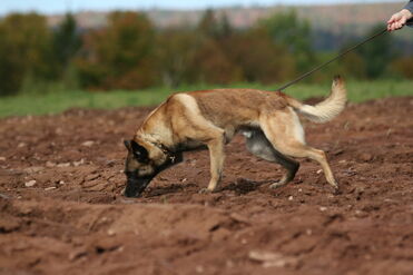 Belgian Malinois Tracking