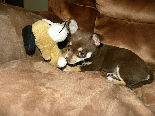 Category Unisex Dog Names Dogs And Puppies Wiki Fandom