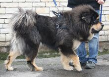 Tib Mastiff.jpg