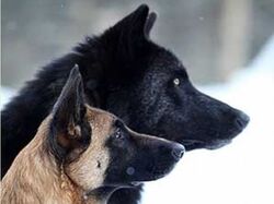 Belgian Shepherd - Wikipedia