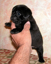 A black pug puppy - puglet