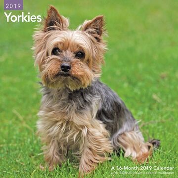 Yorkie dog origin hotsell