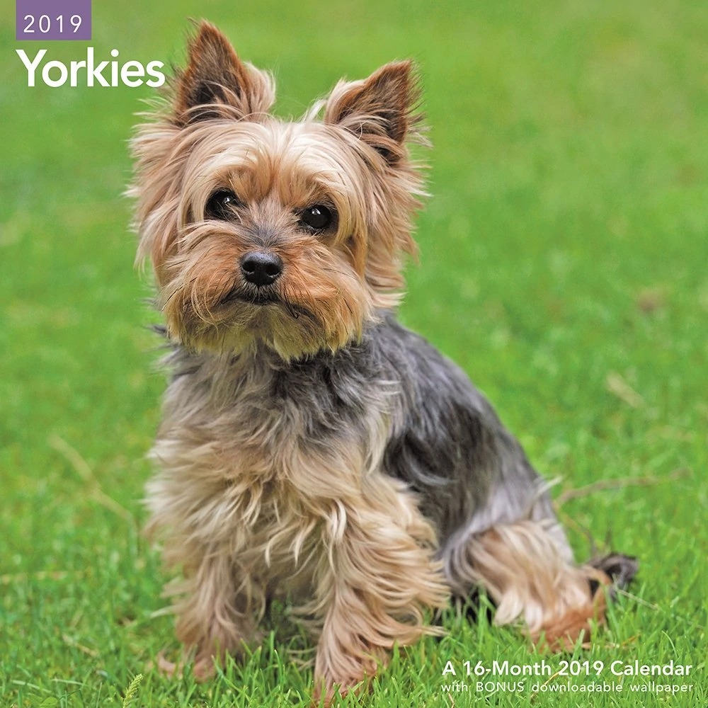 Yorkshire yorkie sales